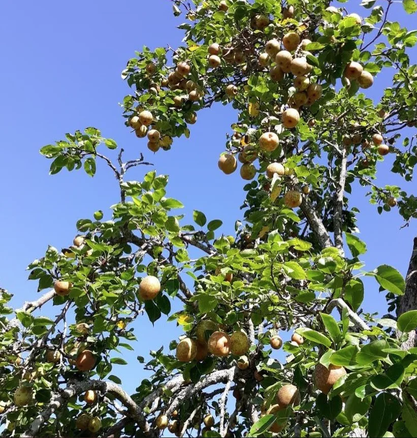 Fresh-picked fruit ready for the next batch