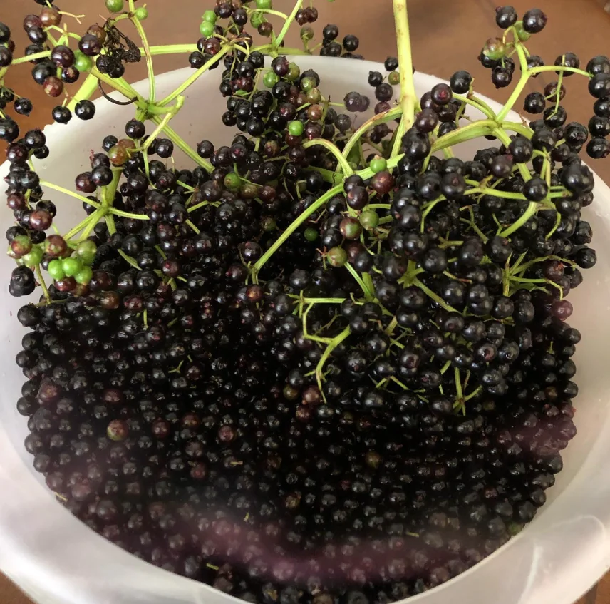 A bowl of freshly picked elderberries ready to become jam